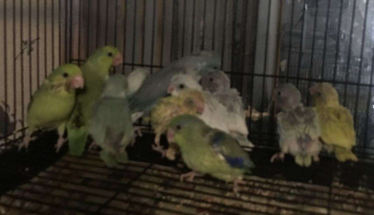 Picture of Handfeed Parrotlets