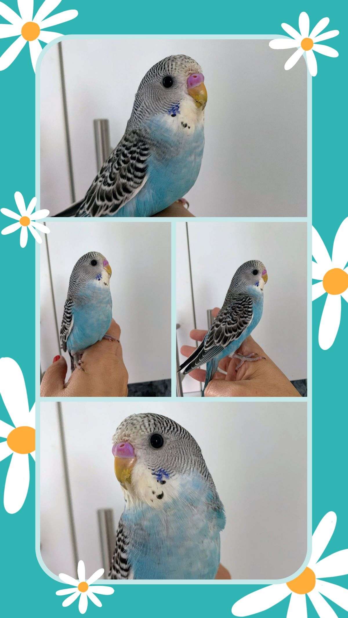 Parakeet babies handfed tame and weaned