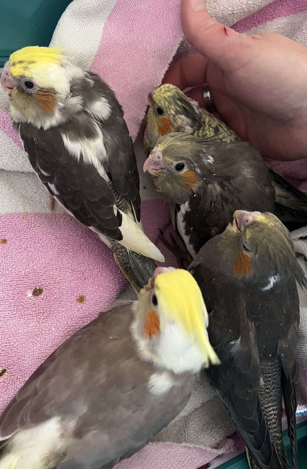 baby-cockatiels