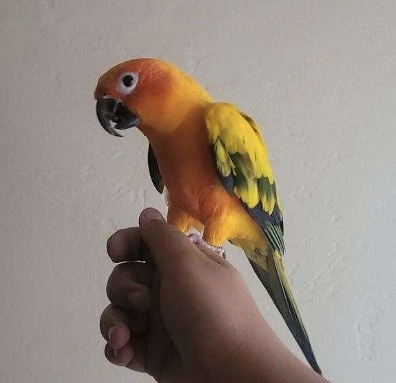 Young sun conure