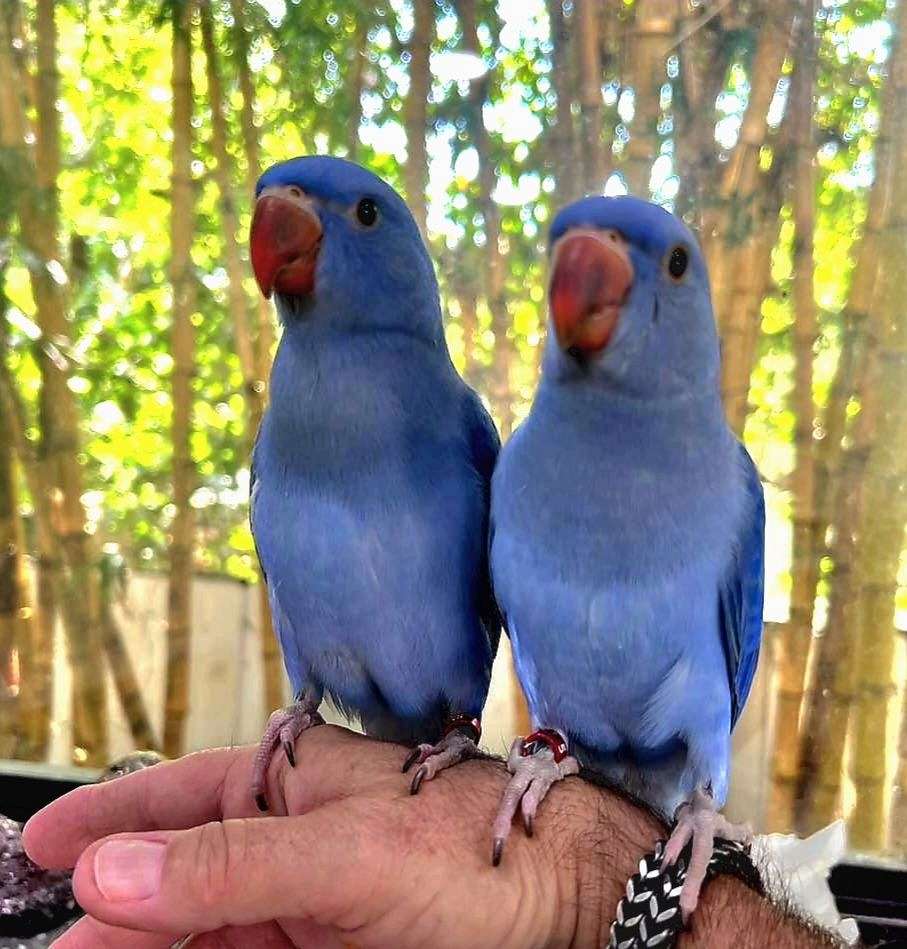 Violet Indian Ringneck Babies