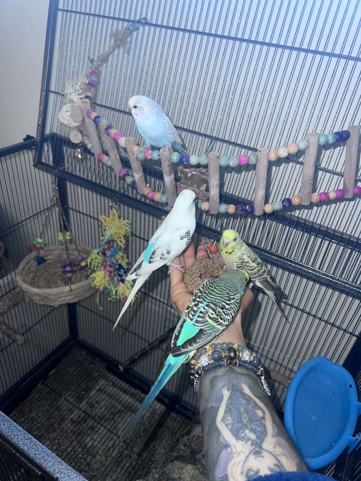 Parakeets (budgies)