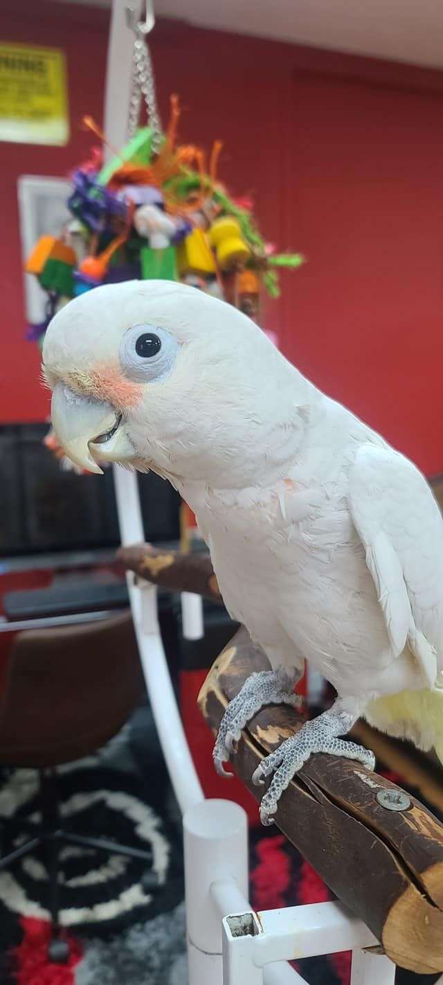 Goffin Cockatoo