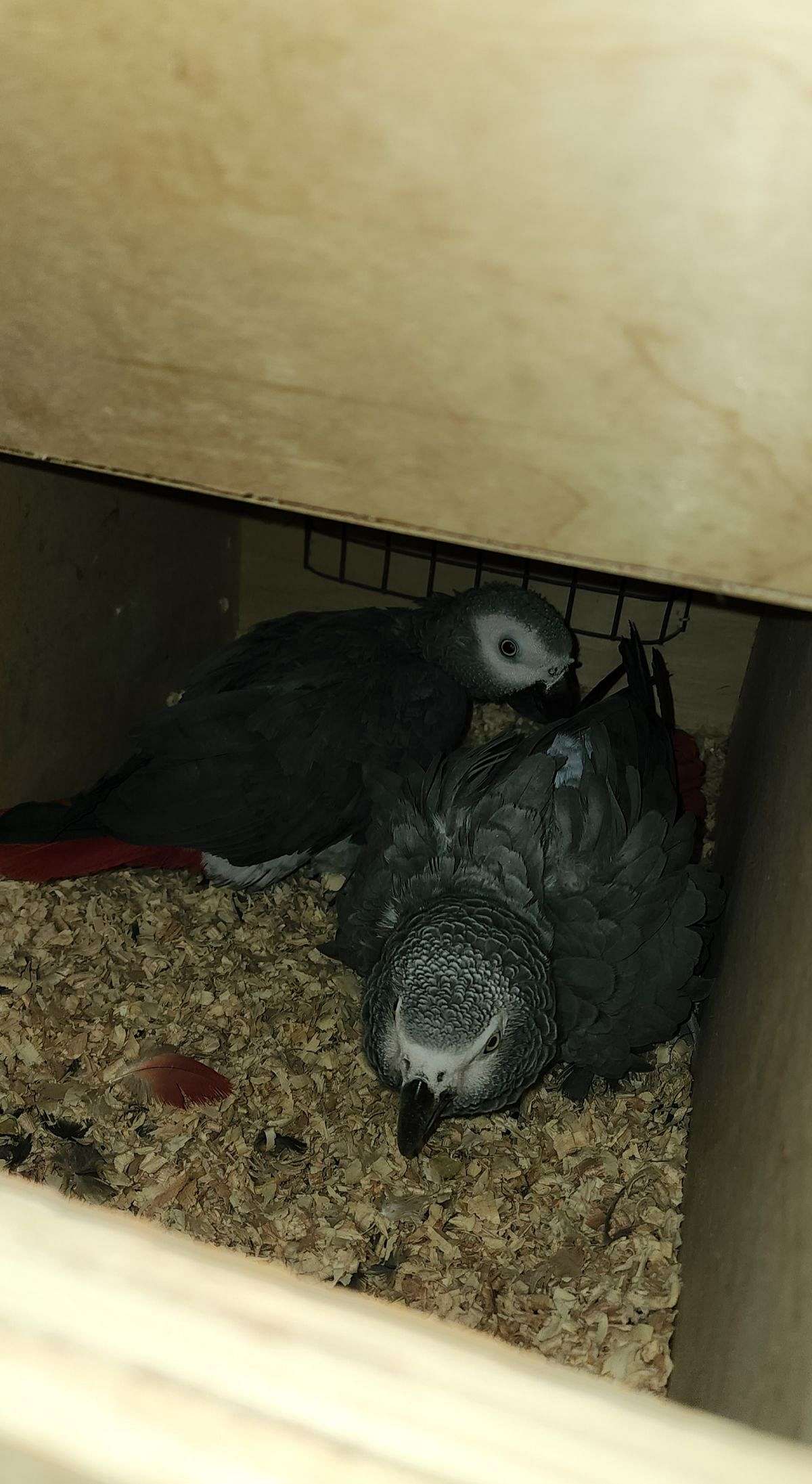 Breeder pair of Congo African Grey Parrots