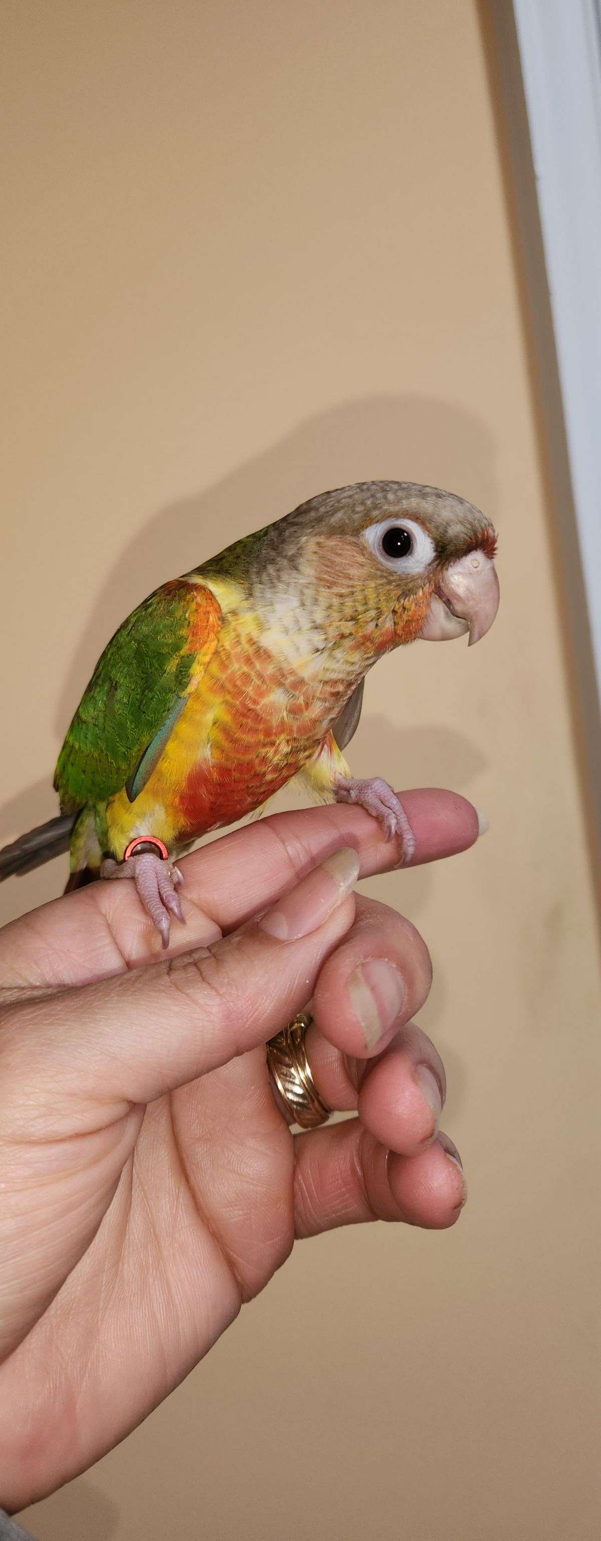 Baby pineapple green cheek conure