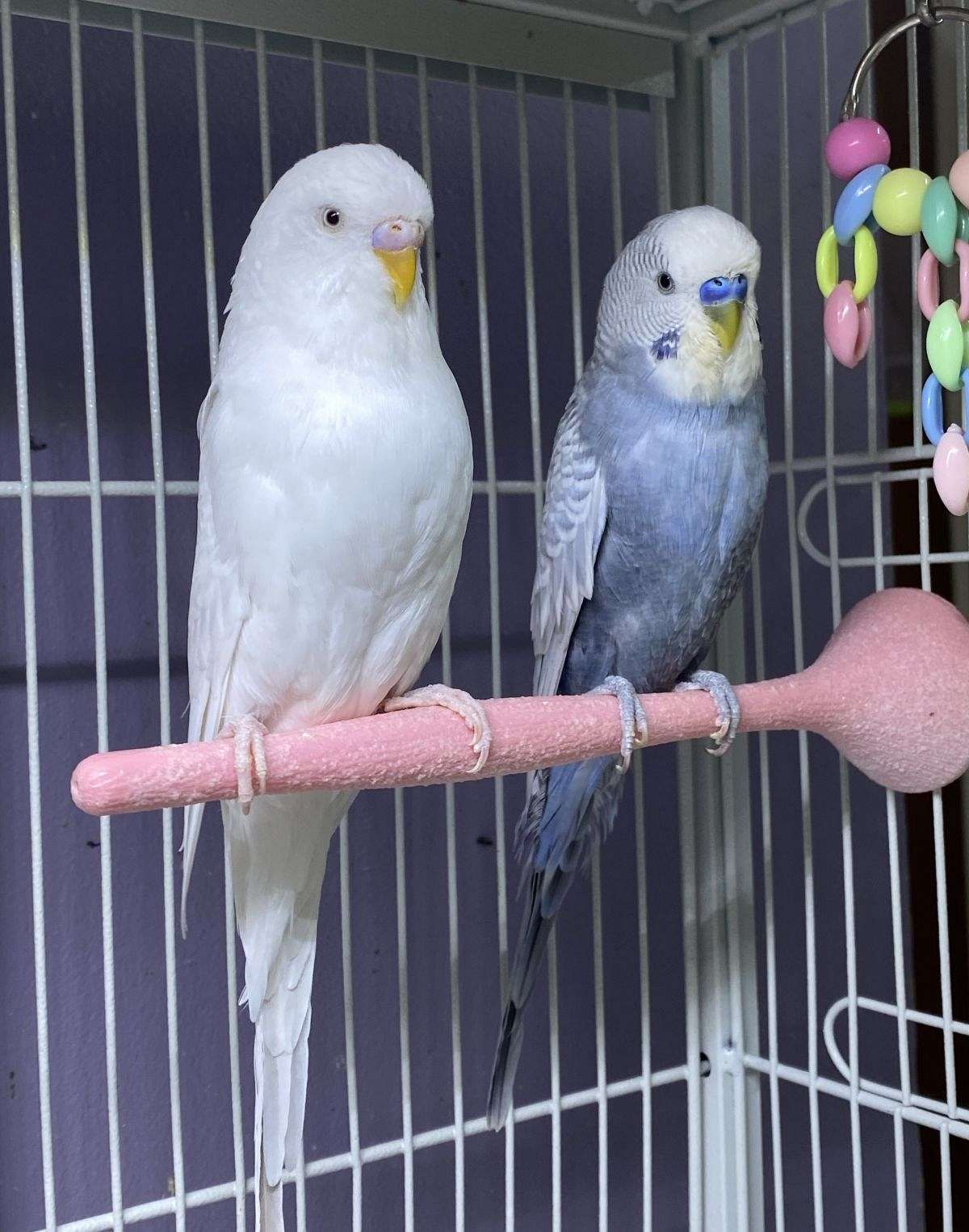 Budgies Parakeets