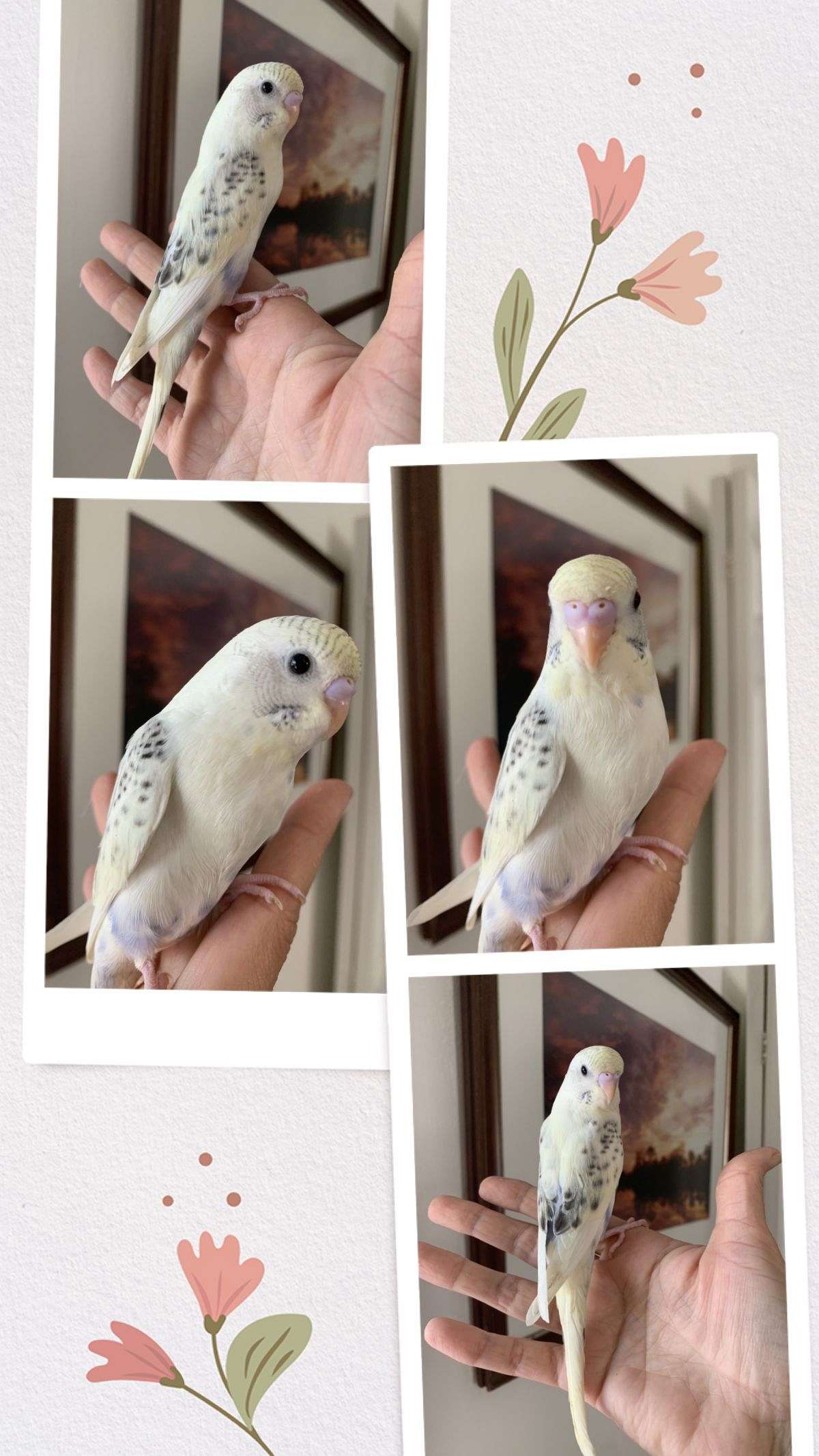 Parakeet babies handfed tame and weaned