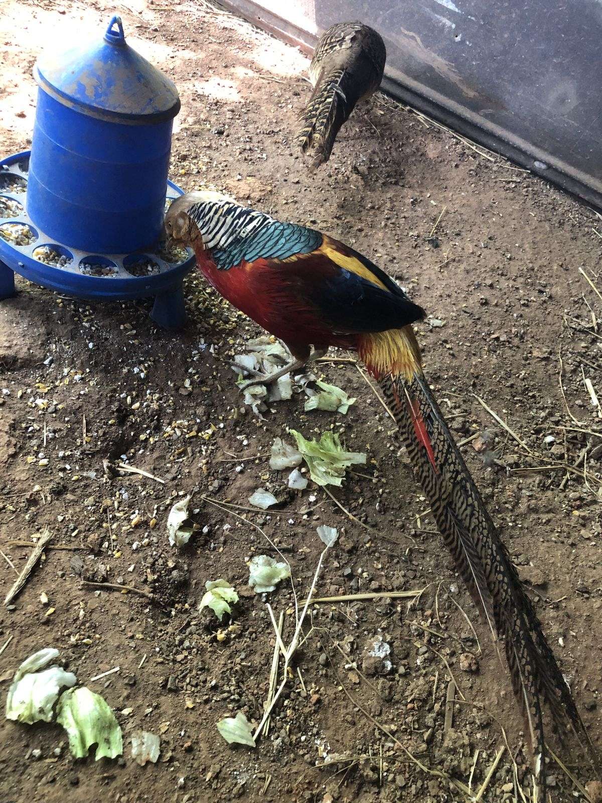 Red golden pheasant