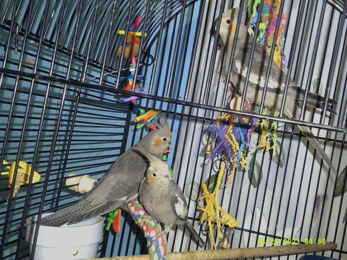 3 female tame grey cockatiels