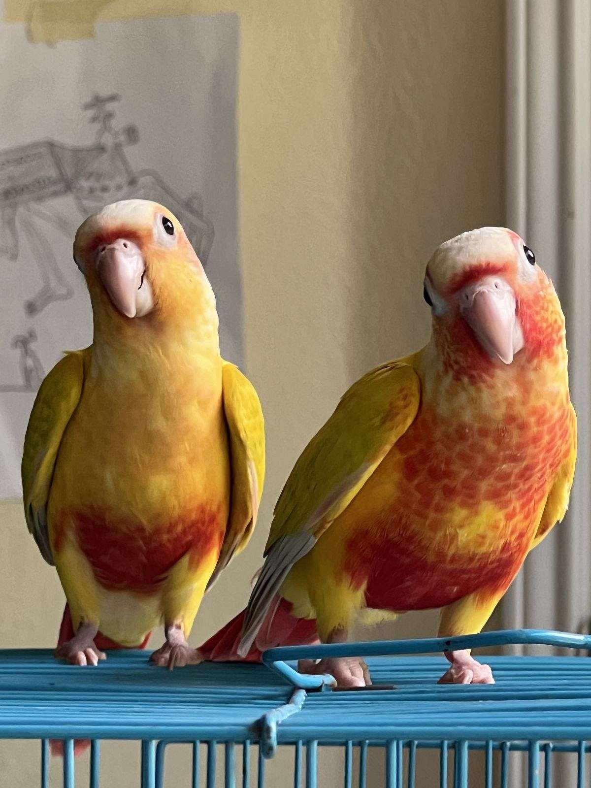 Suncheek conure babies