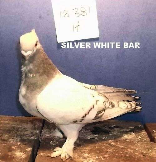 siver white bar classic