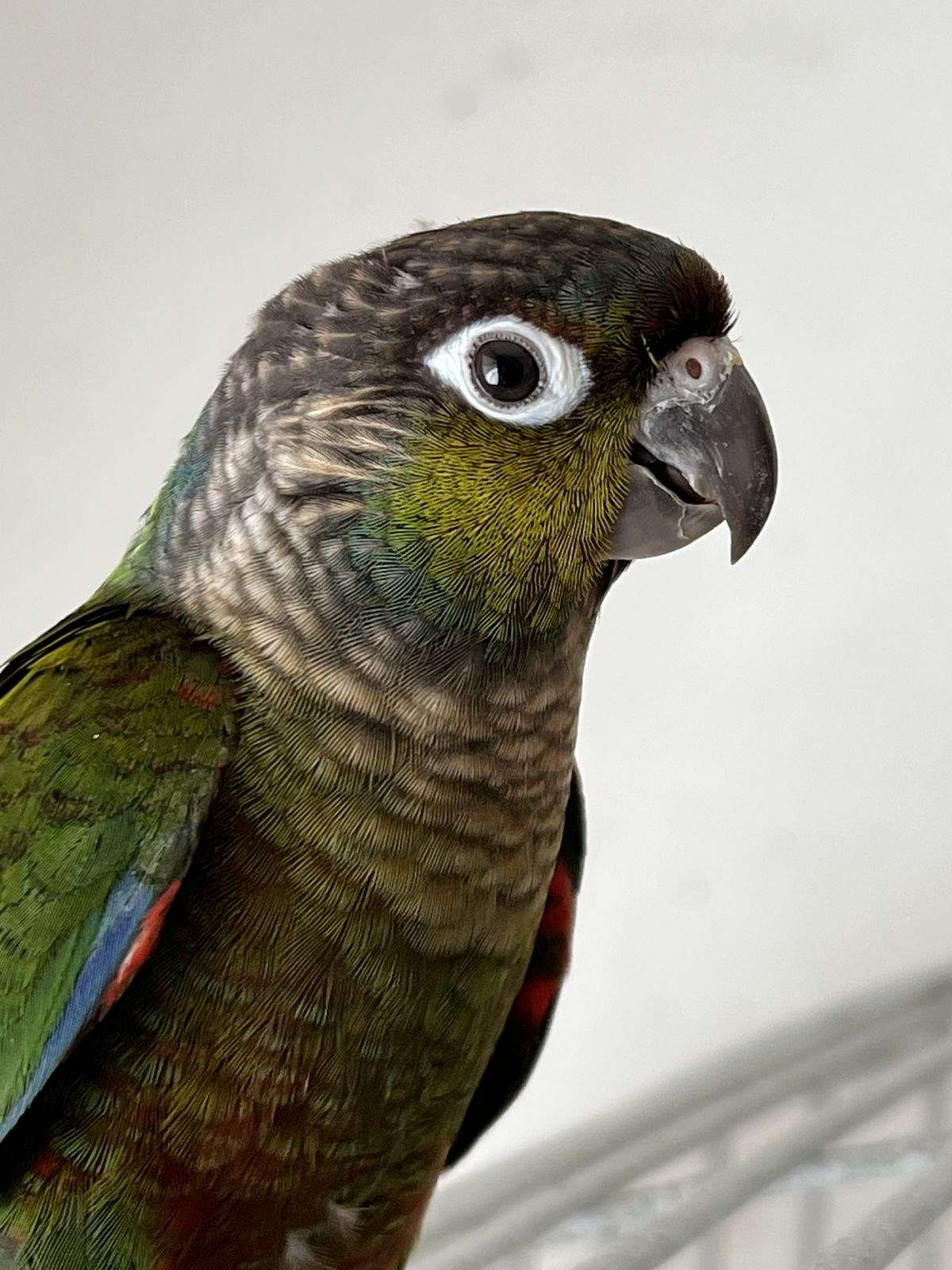 Pet crimson bellied conure