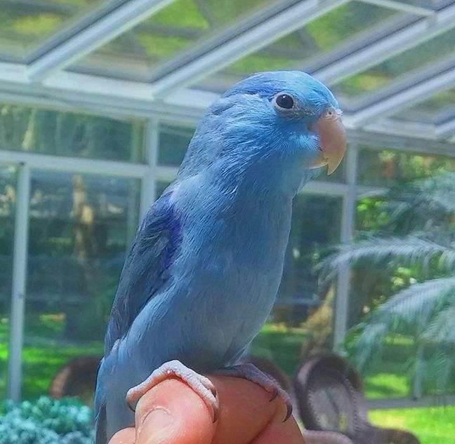 Hand Fed Blue Parrotlet
