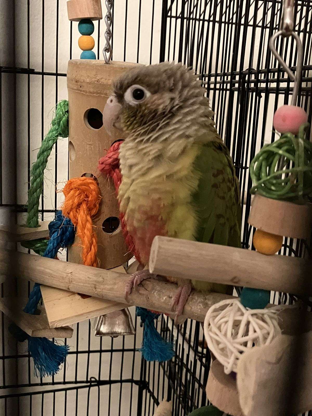 Cinnamon Conure