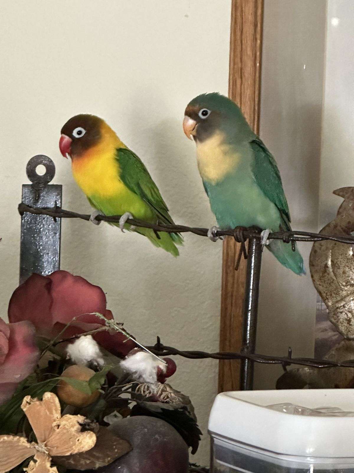 Love Bird