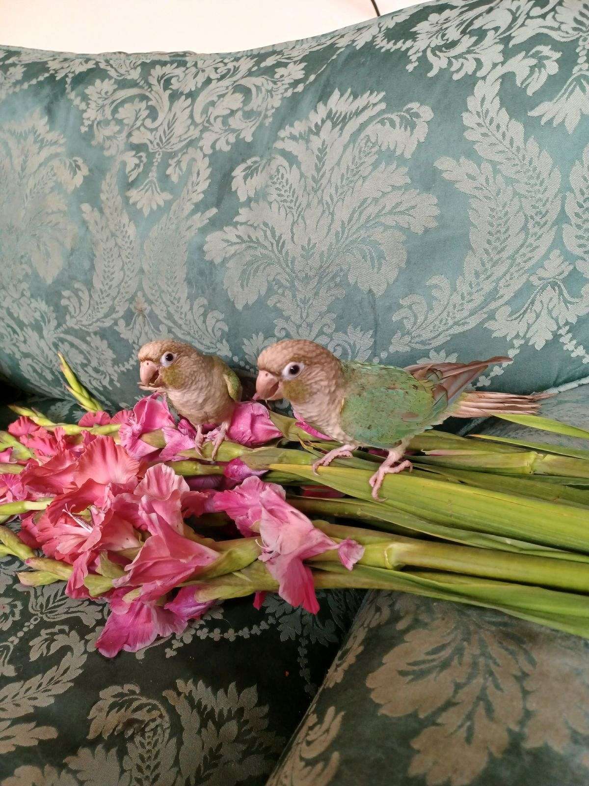 price-reduced-baby-greencheeks