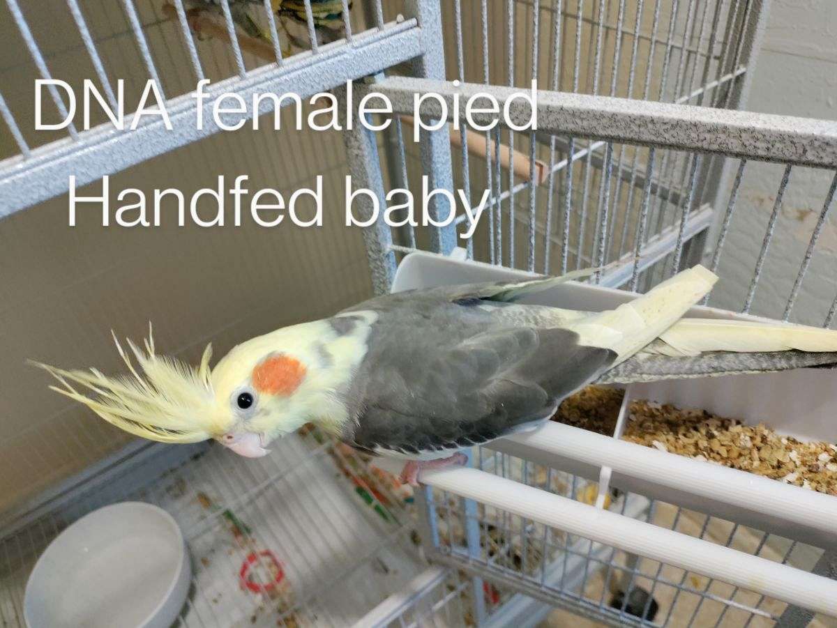 Cockatiels handfed babies
