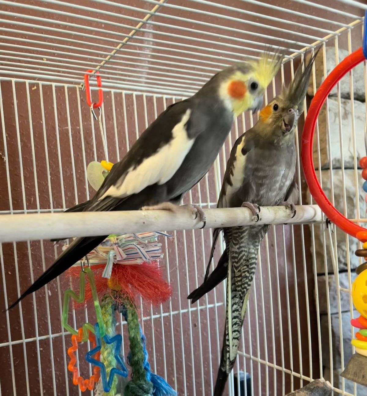 Year Old Proven Cockatiel Pair