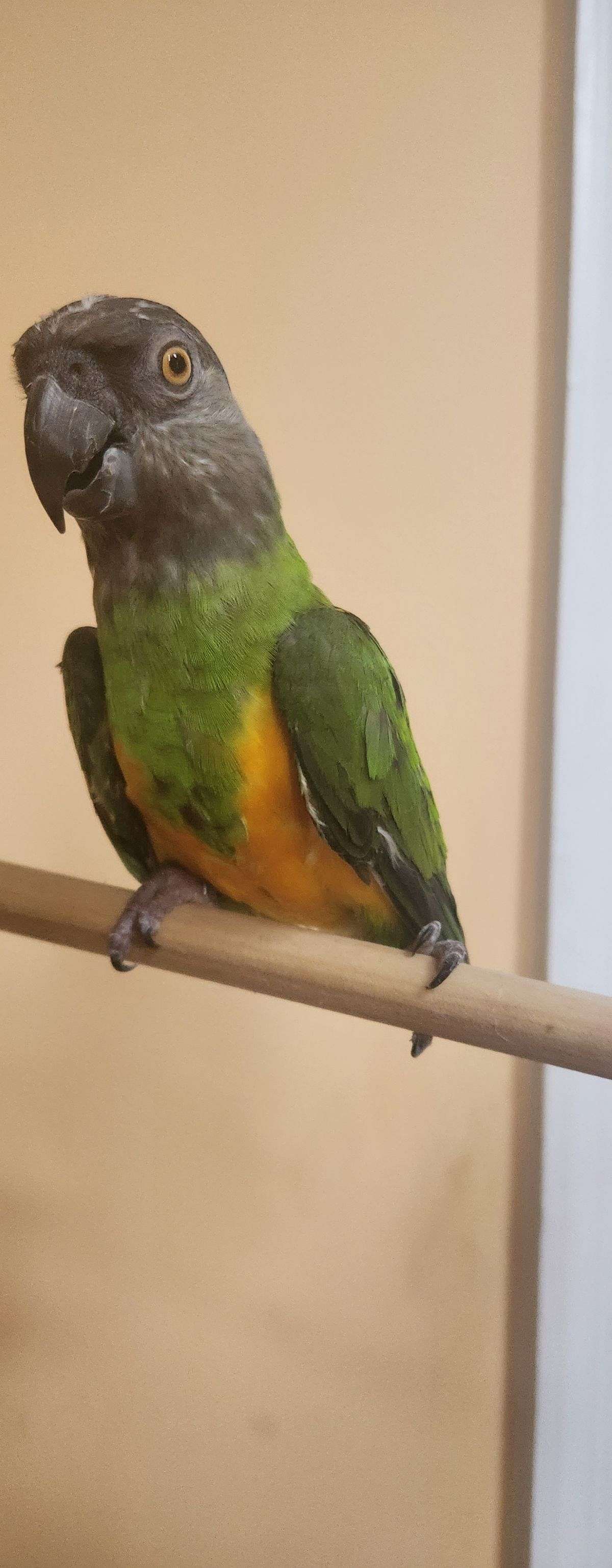 Senegal parrot