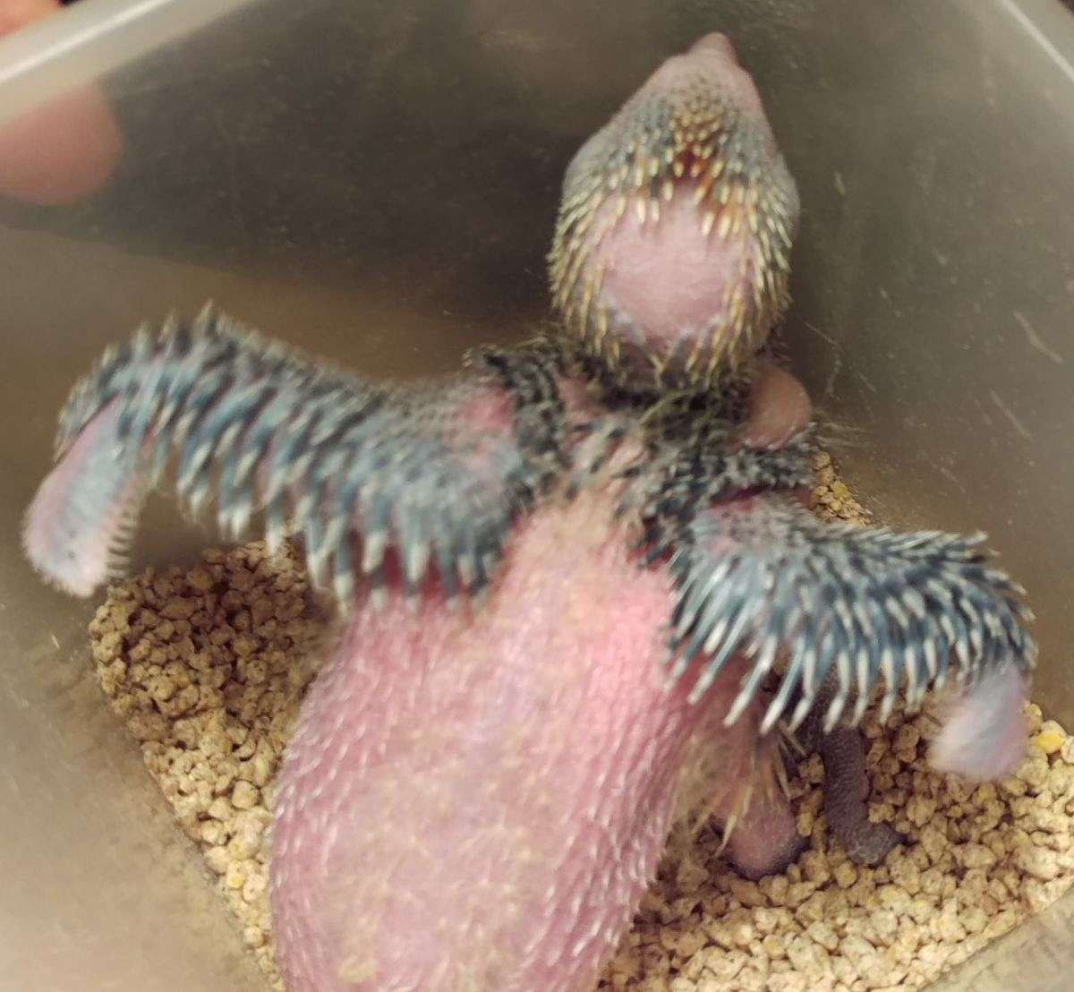 Blue front amazon pair