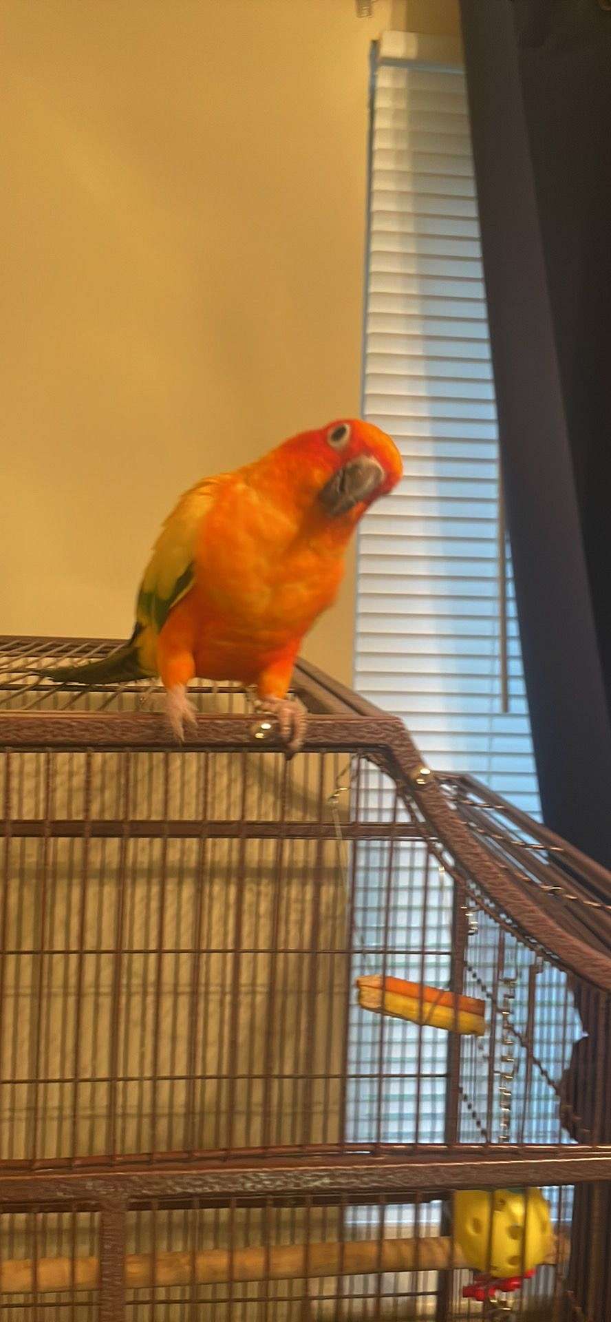 Vocal Sun Conure Parrot