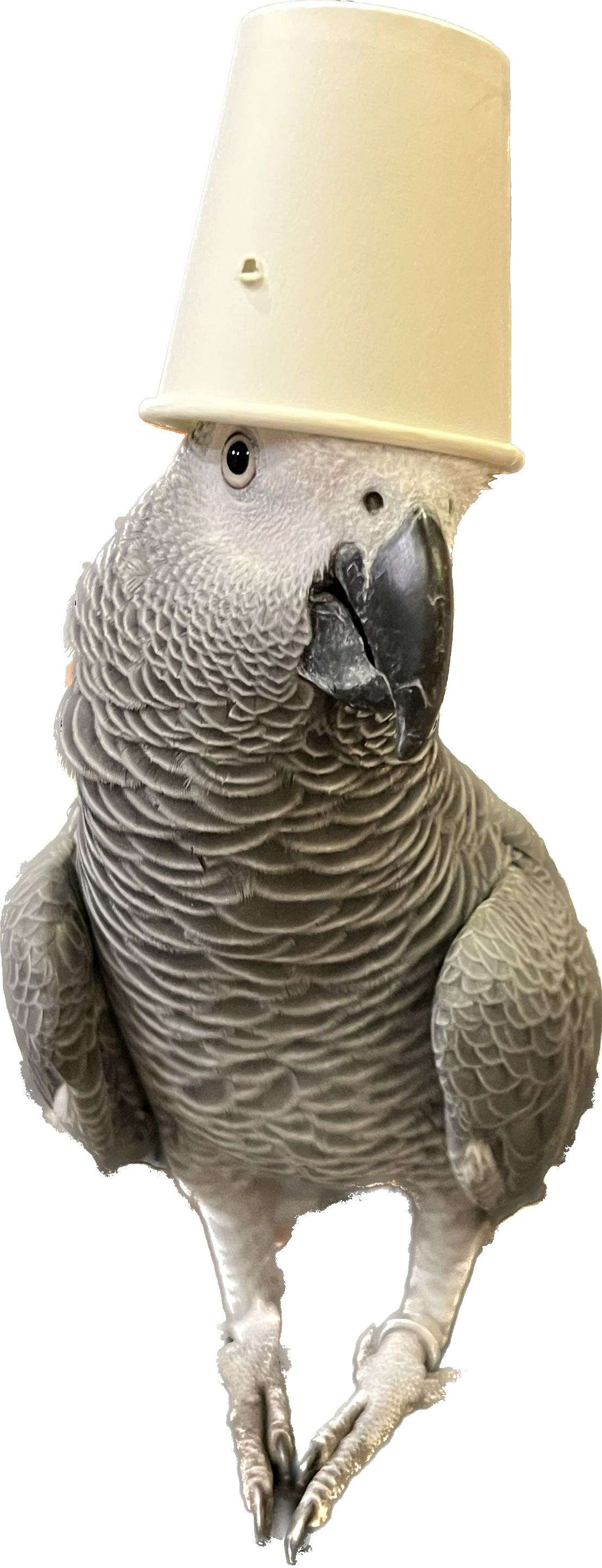 African Grey Parrot- A Pair