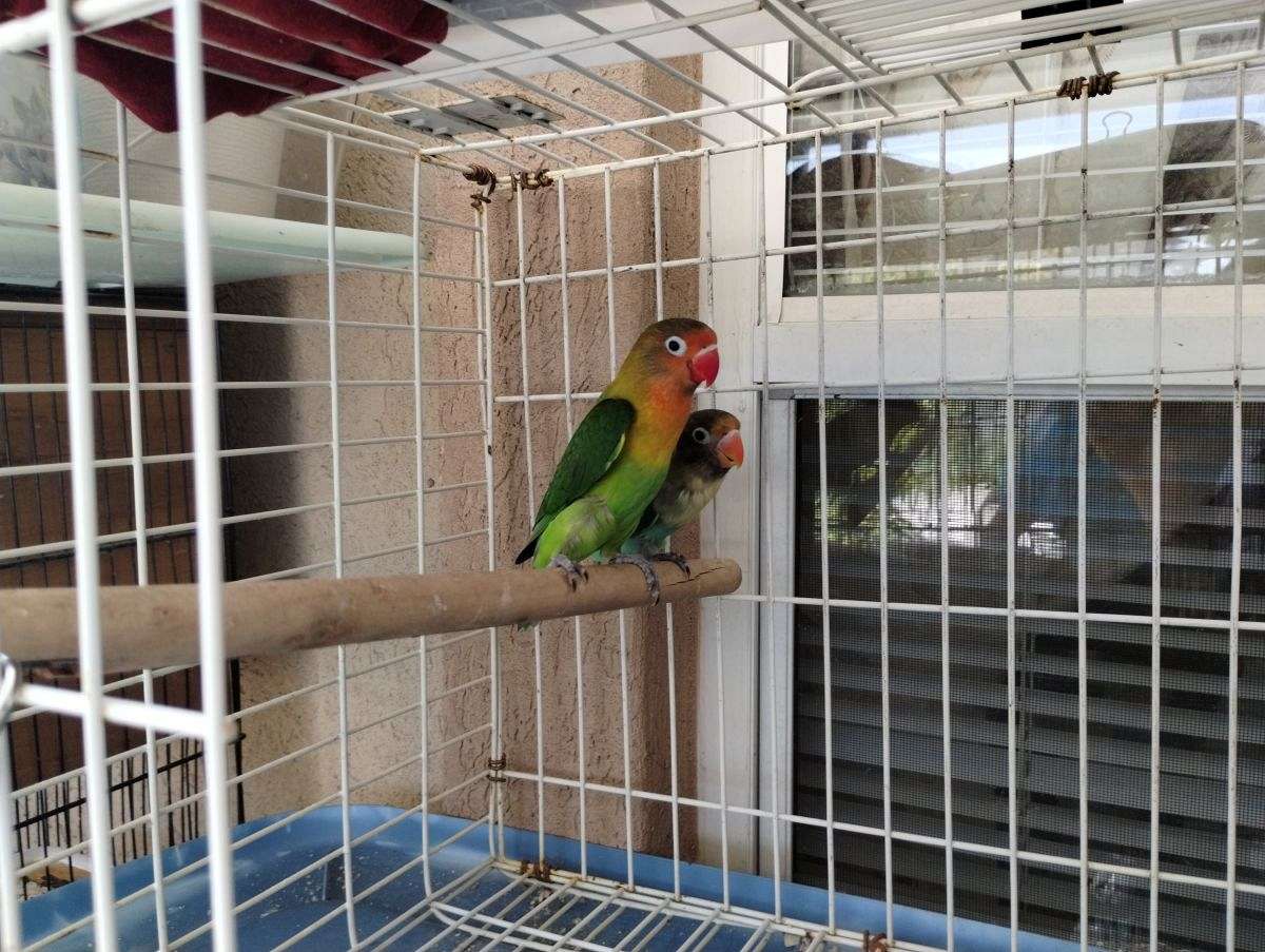 Lovebirds