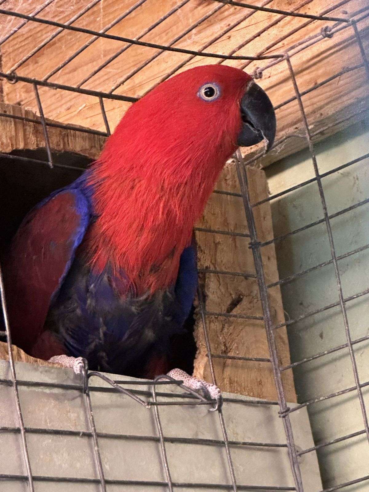 Solomon Islands, eclectus pairs