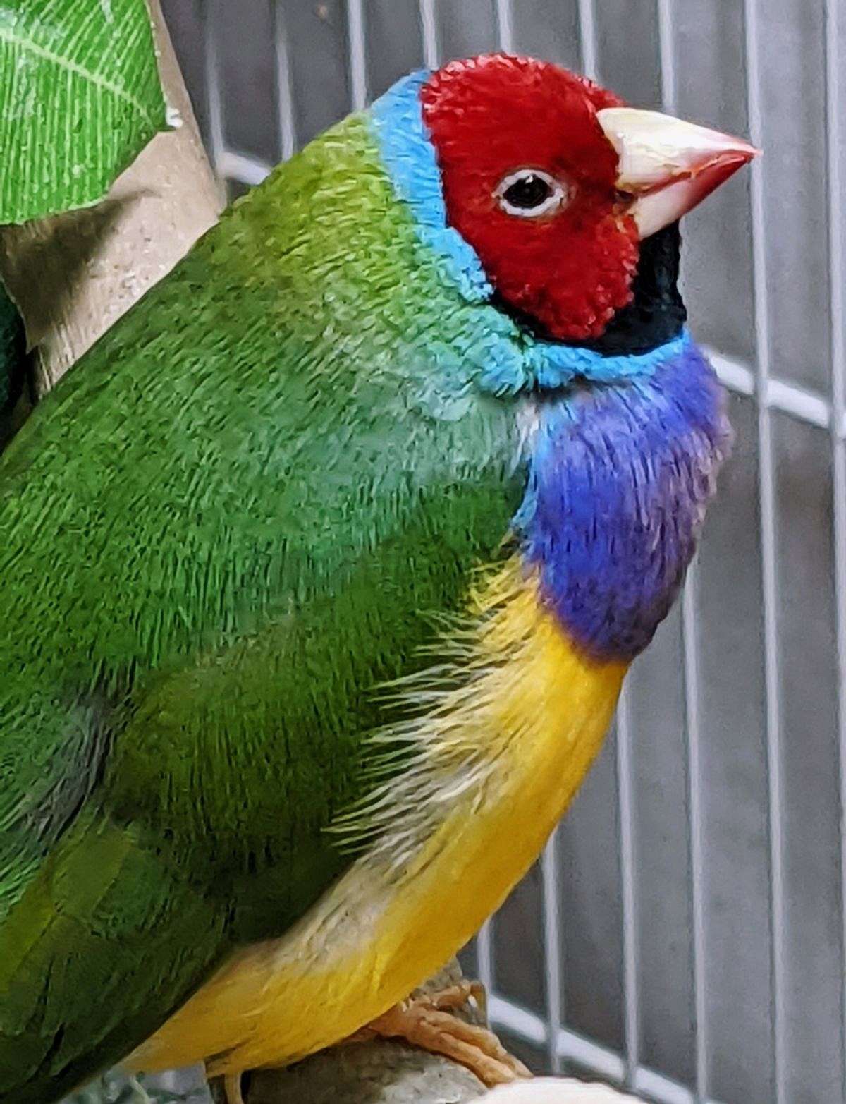Lady Gouldian Finches