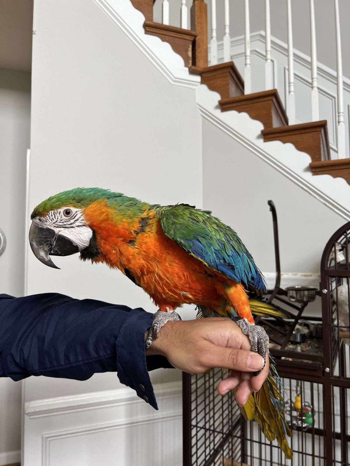 Curated visual reference: Picture Idea: Female Catalina Rainbow Macaw For Sale