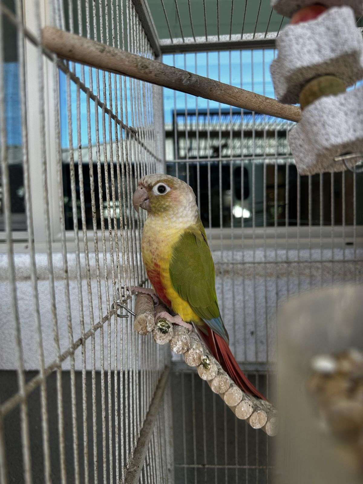 Pineapple conures