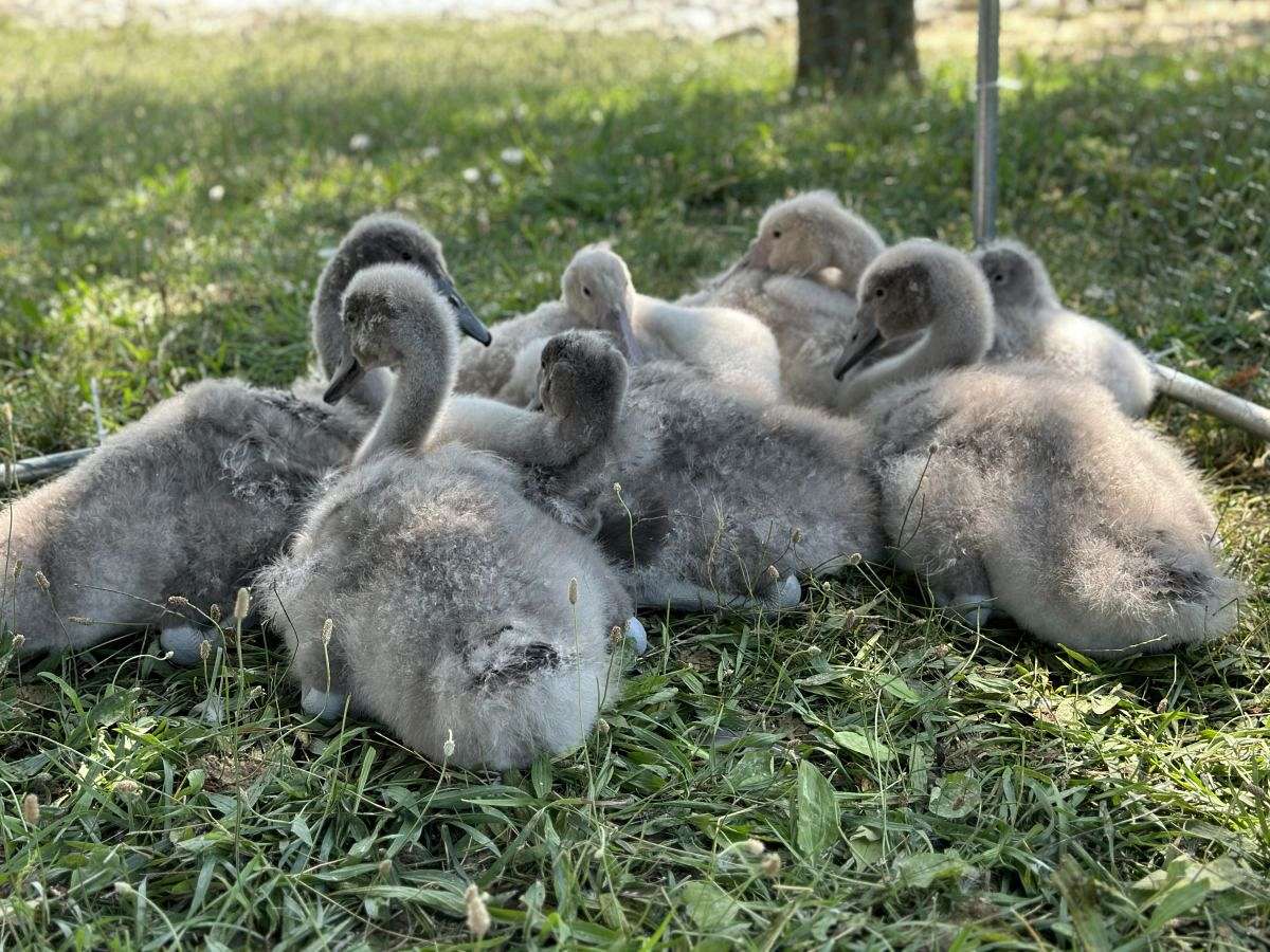 female/male Mute Swans Available.