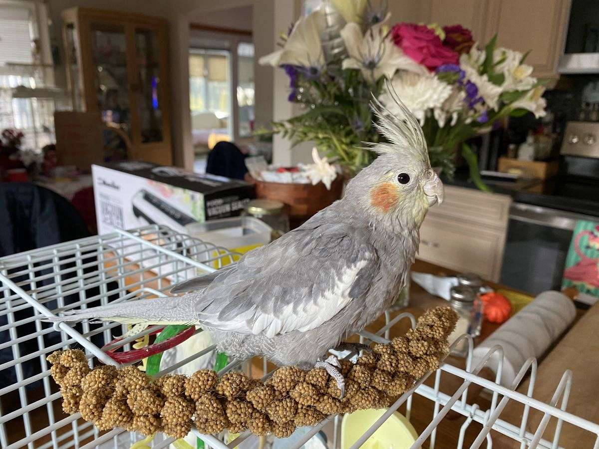 Cockatiels, Hand Fed Babies