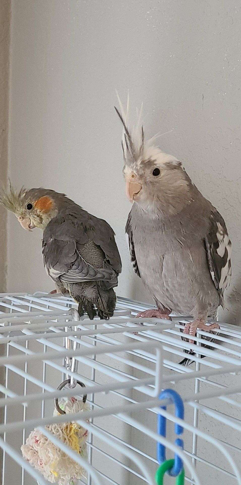 Tame baby cockatiels