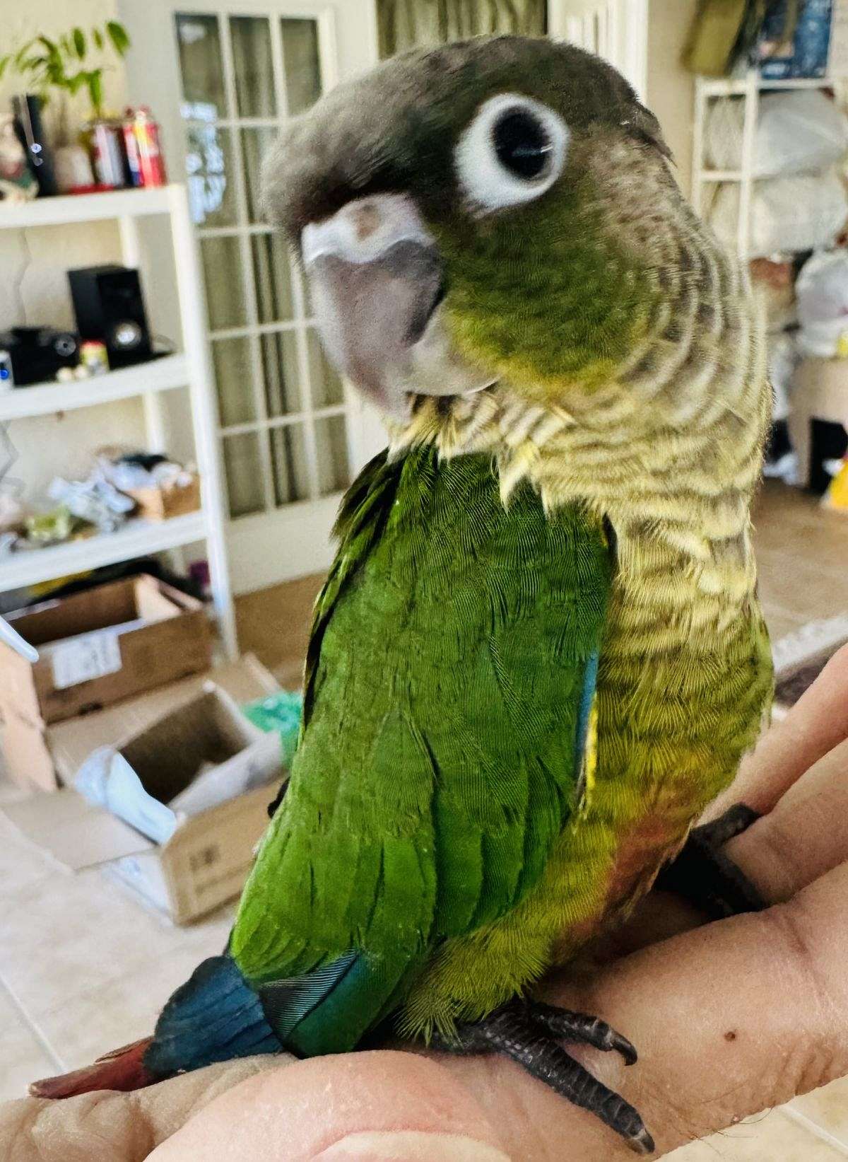 White bellied caique and crimson bellied conure