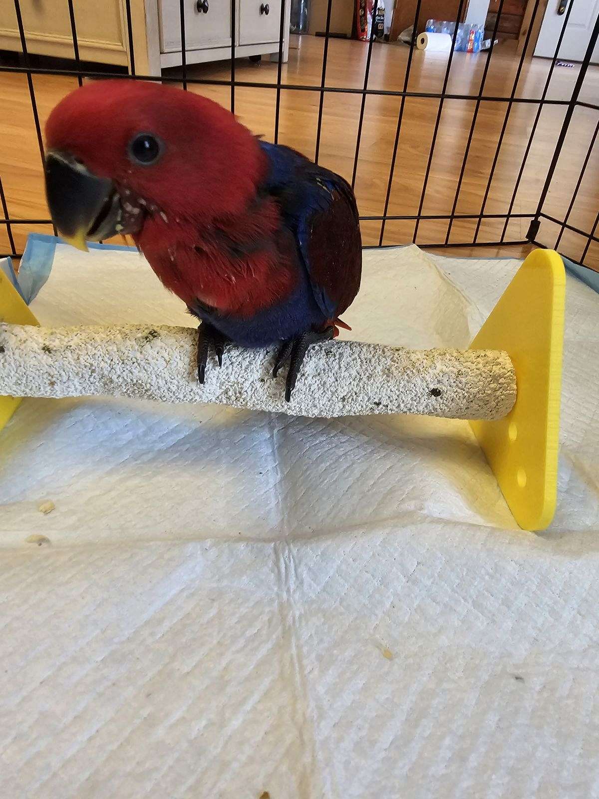 Sold** Handled Female Eclectus
