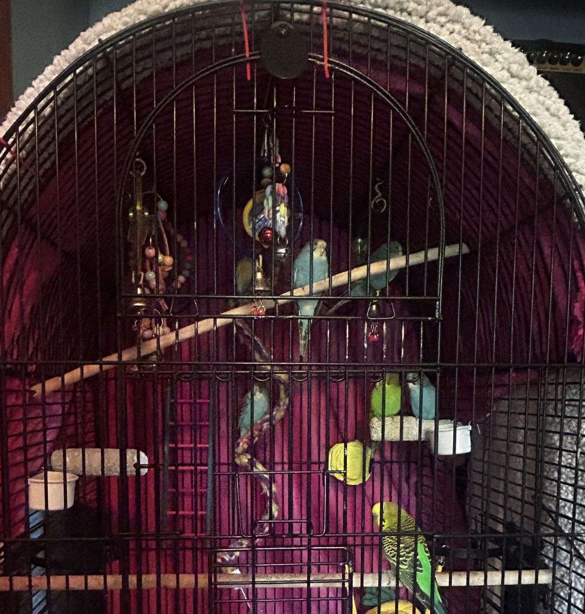 budgies for sale