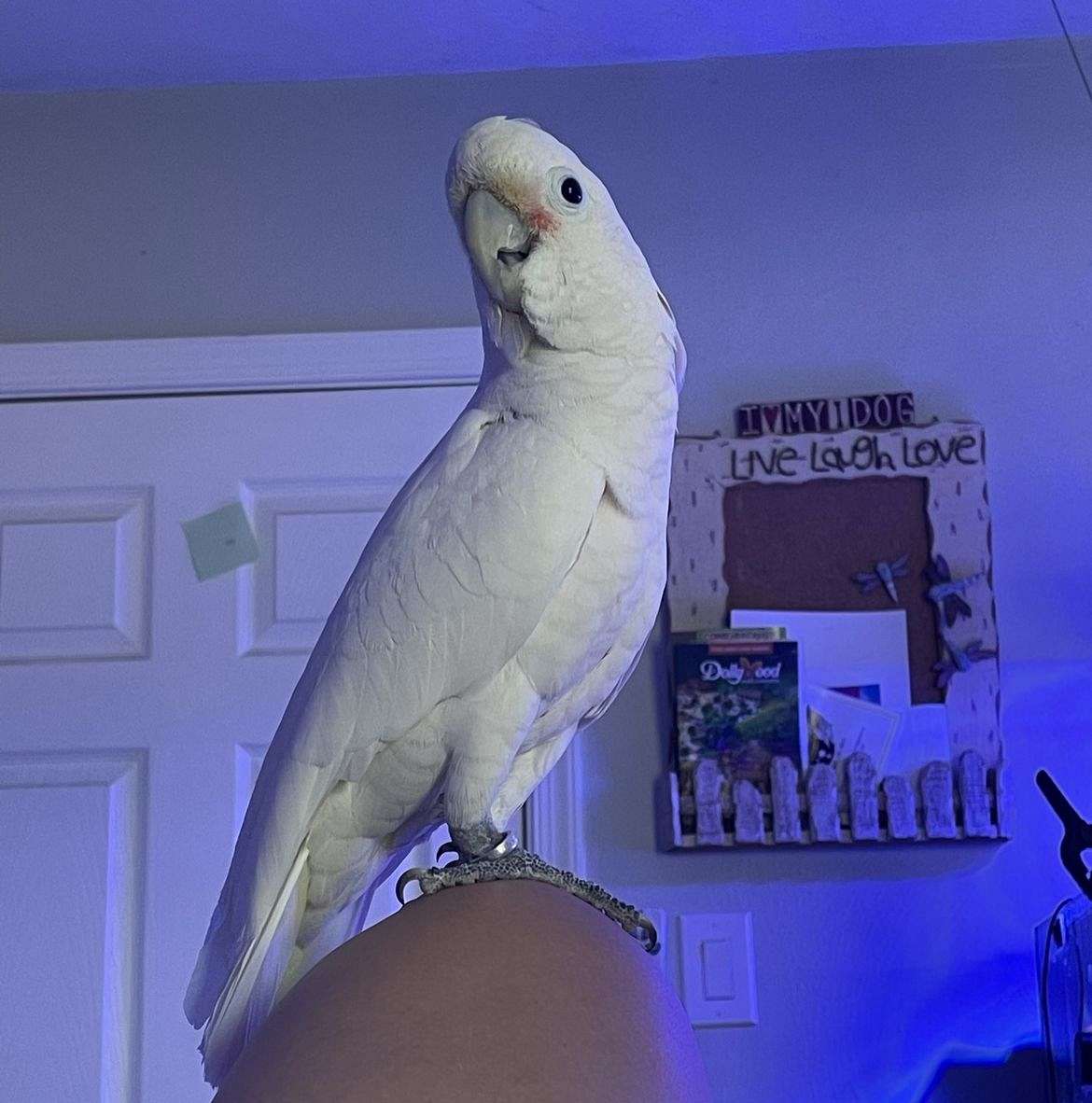 Beautiful Goffin Cockatoo