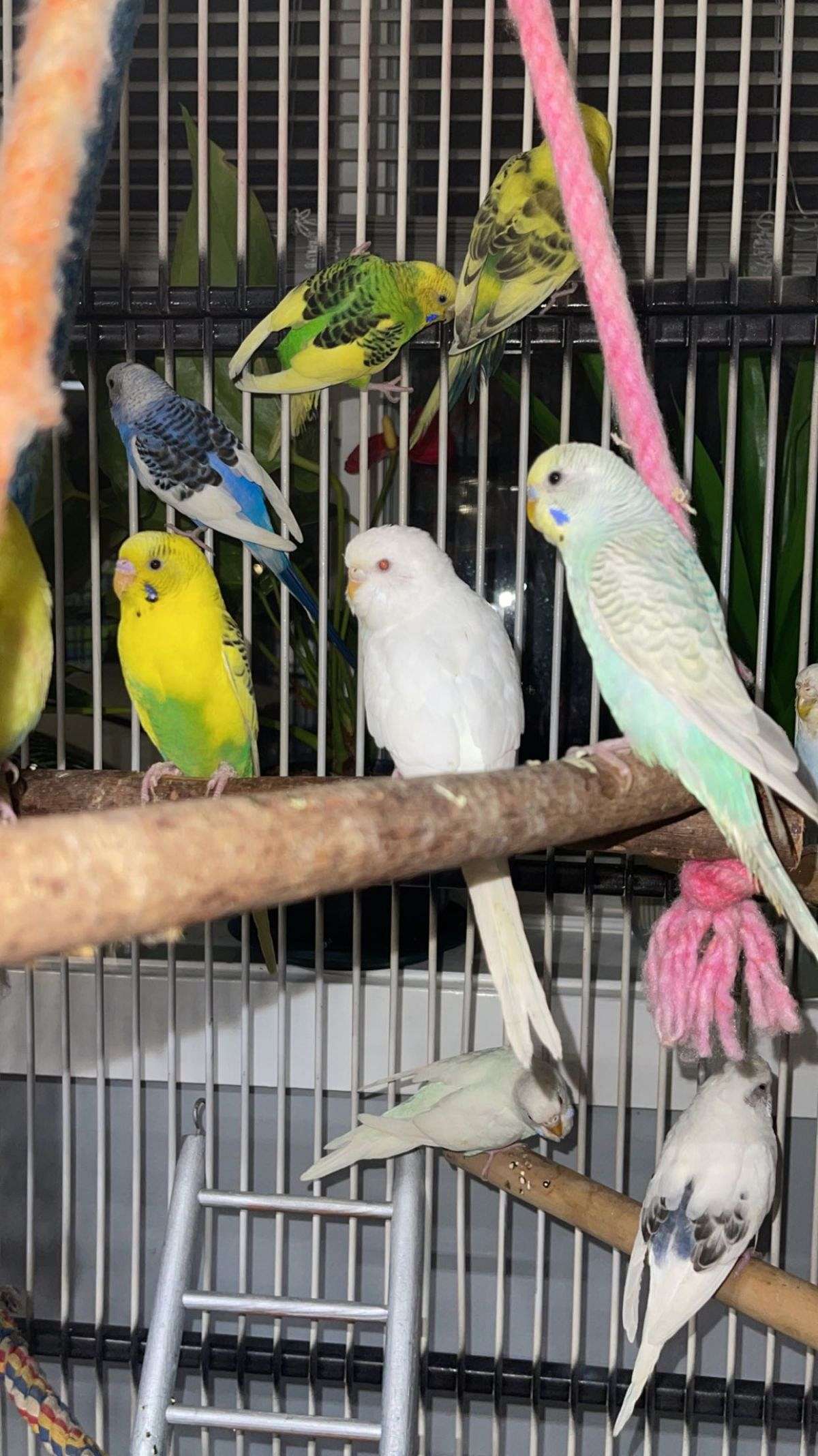 cockatoo parrot kinds