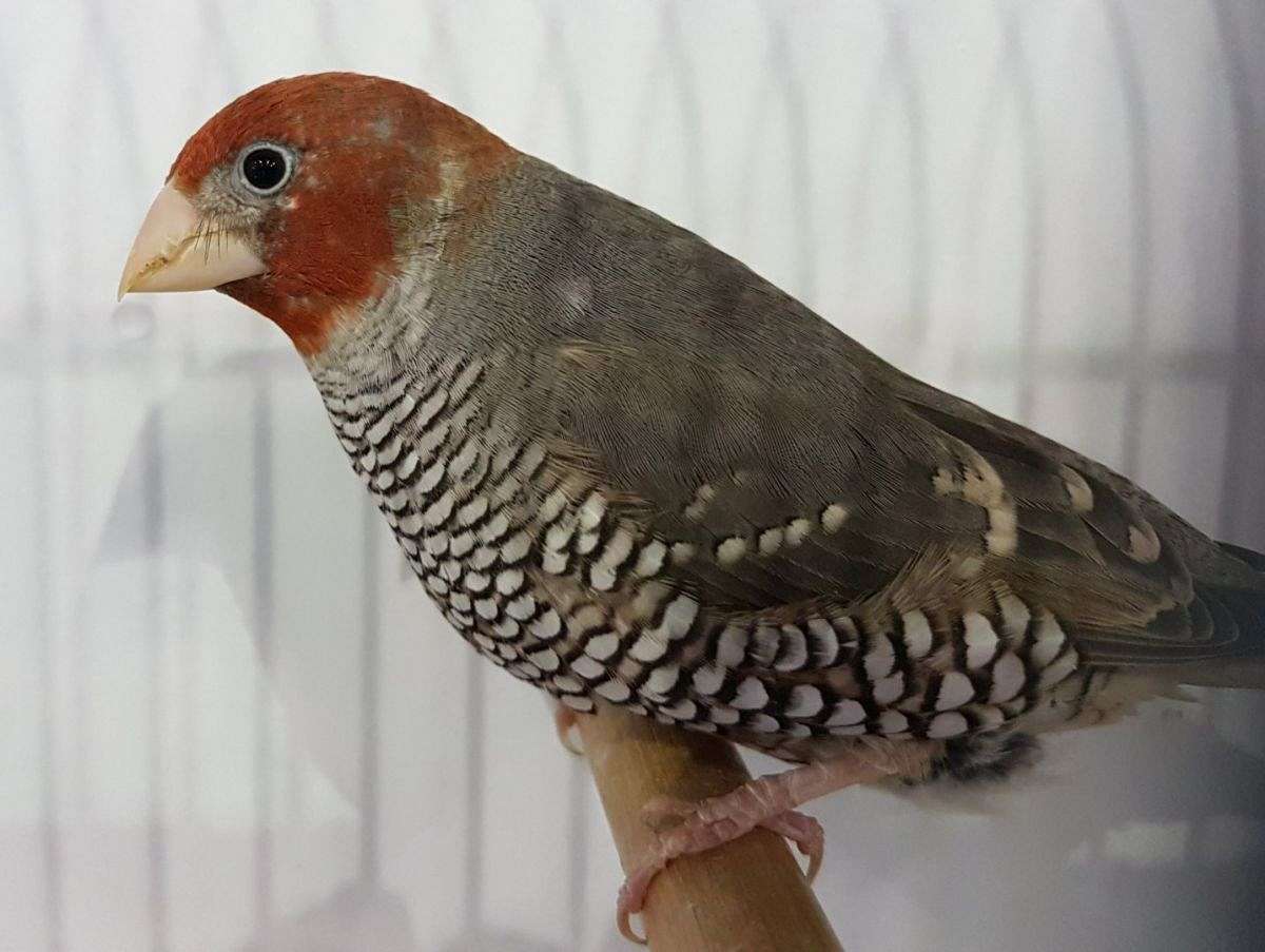Assorted Finches and Canaries