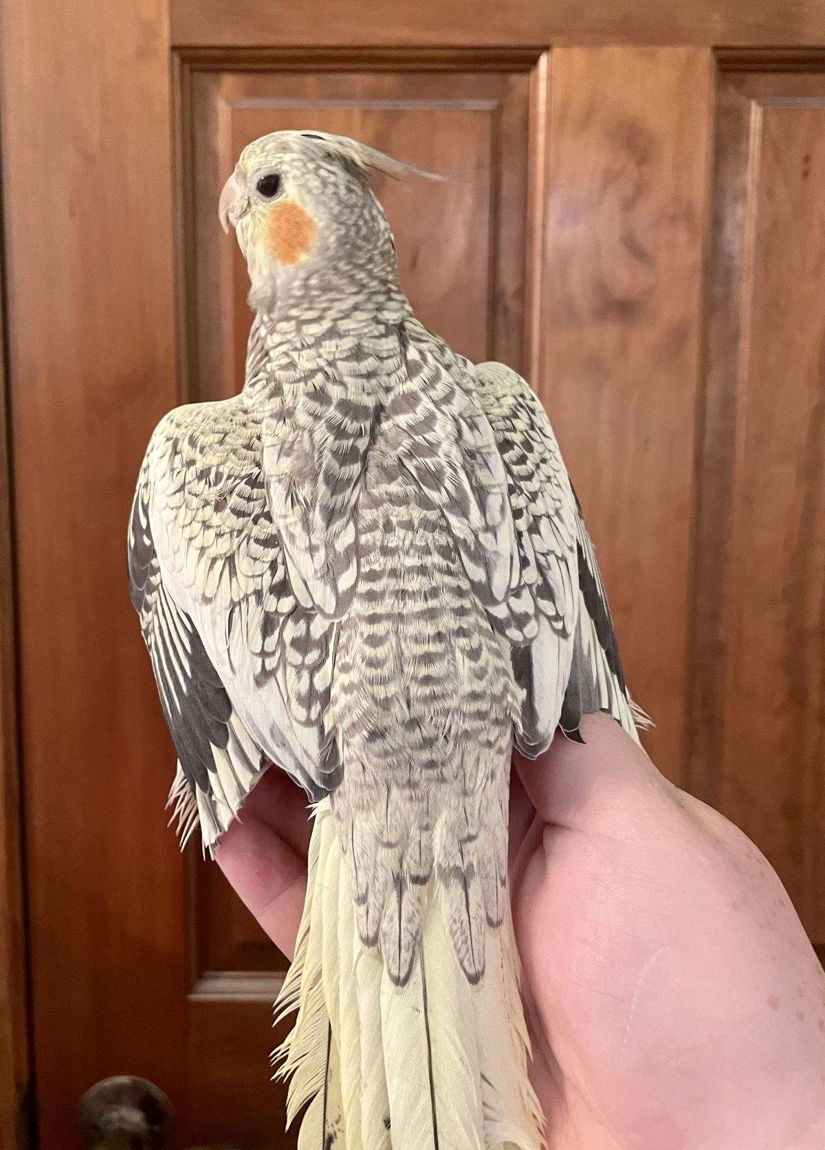 cockatoo parrot kinds