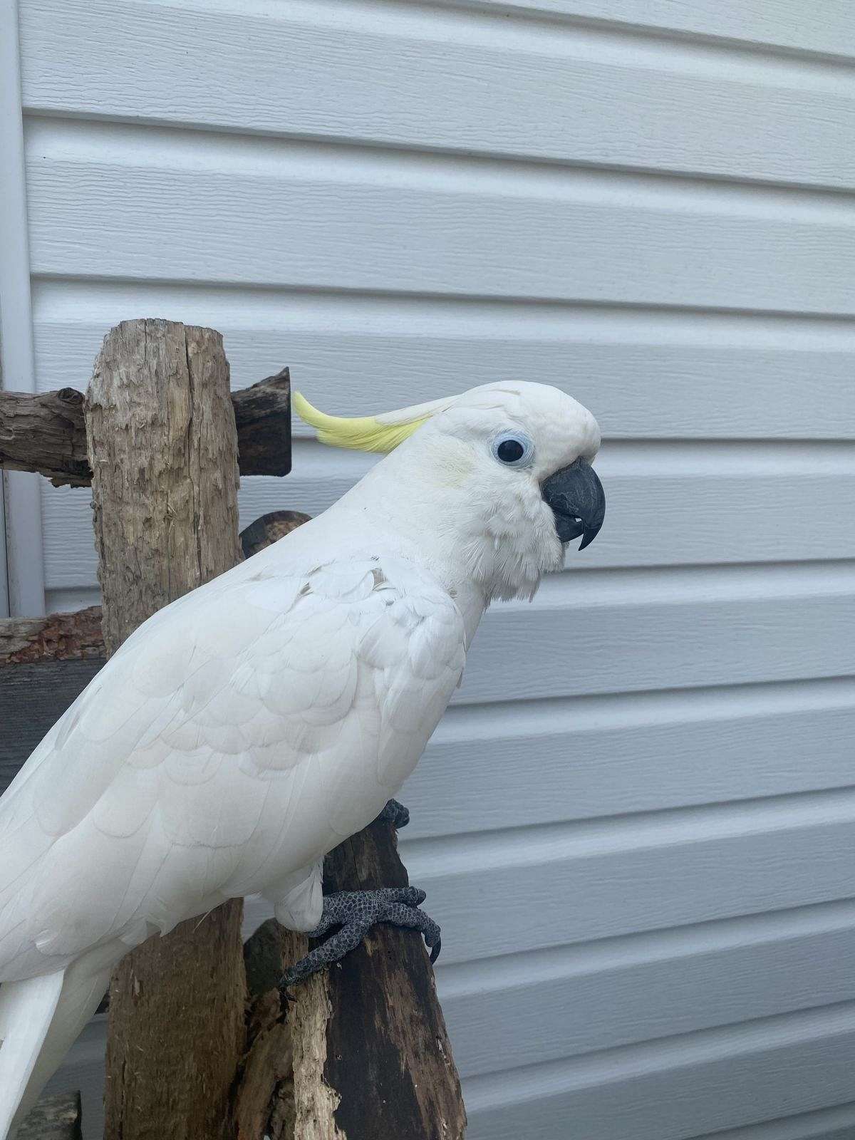 Silver Crested Cockatoo