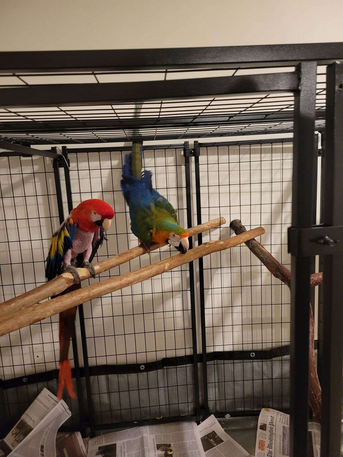 2 proven pairs of Macaws