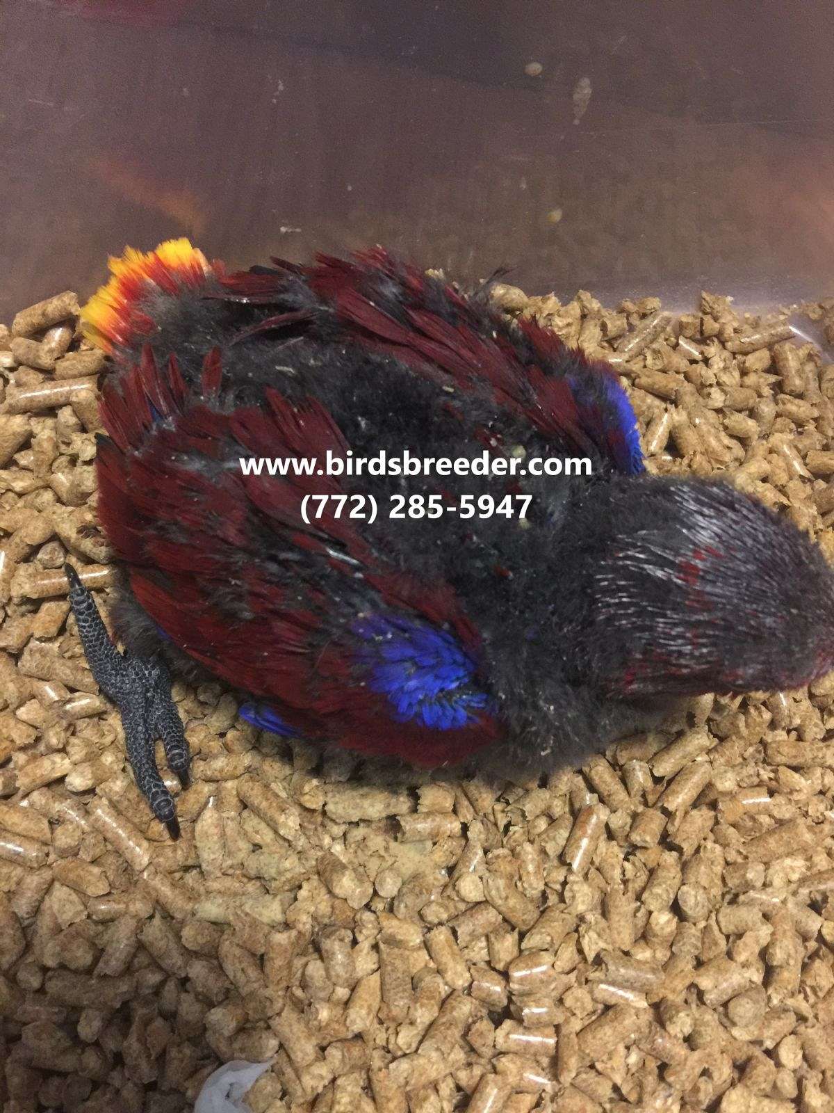 Baby pure Vosmaeri Eclectus available for $3,000 if at least 2 taken each t