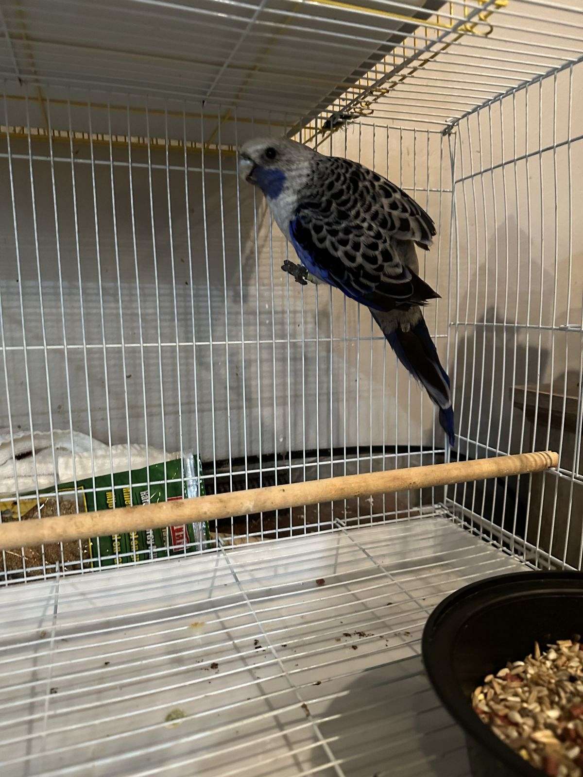 Adult Blue Crimson Rosella
