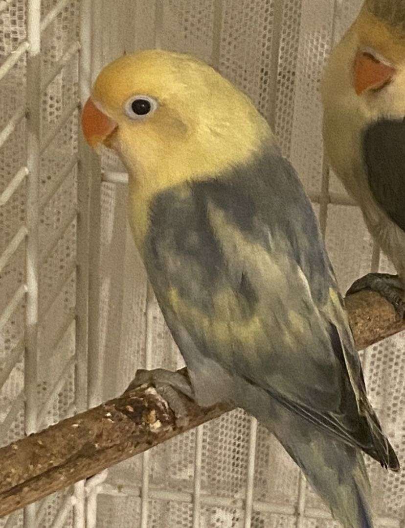 Parent raised lovebird