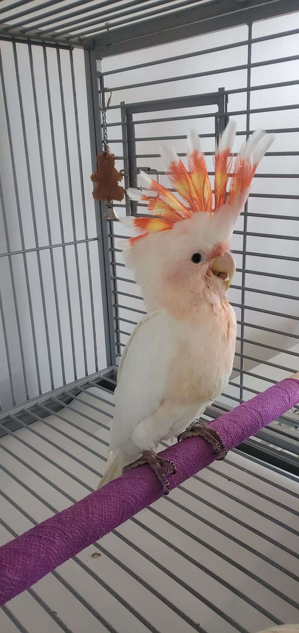 Major mitchell cockatoo baby