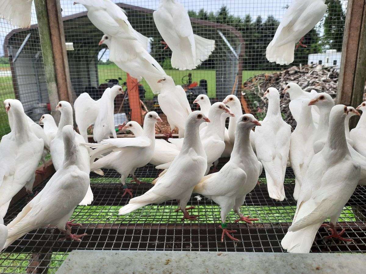 Mortvedt White Racing Pigeons 6 Banded 2023 Young Birds