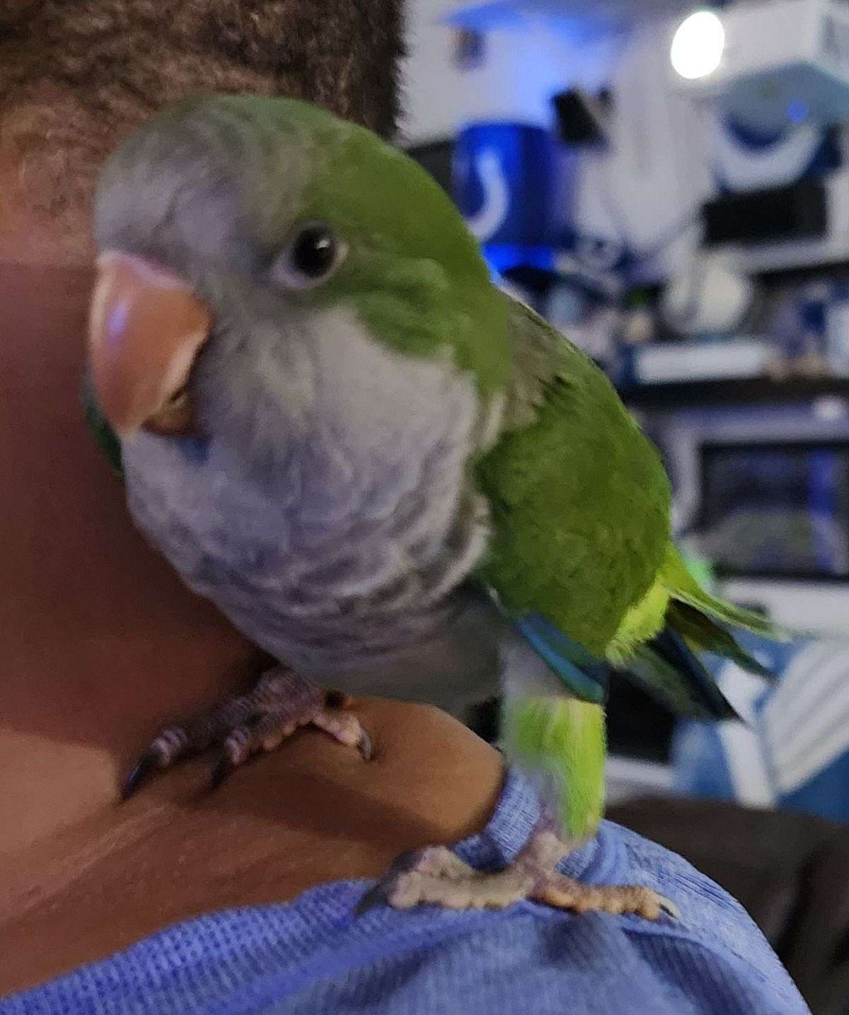 Green Quaker Parrot Hatch date June 5th 2023