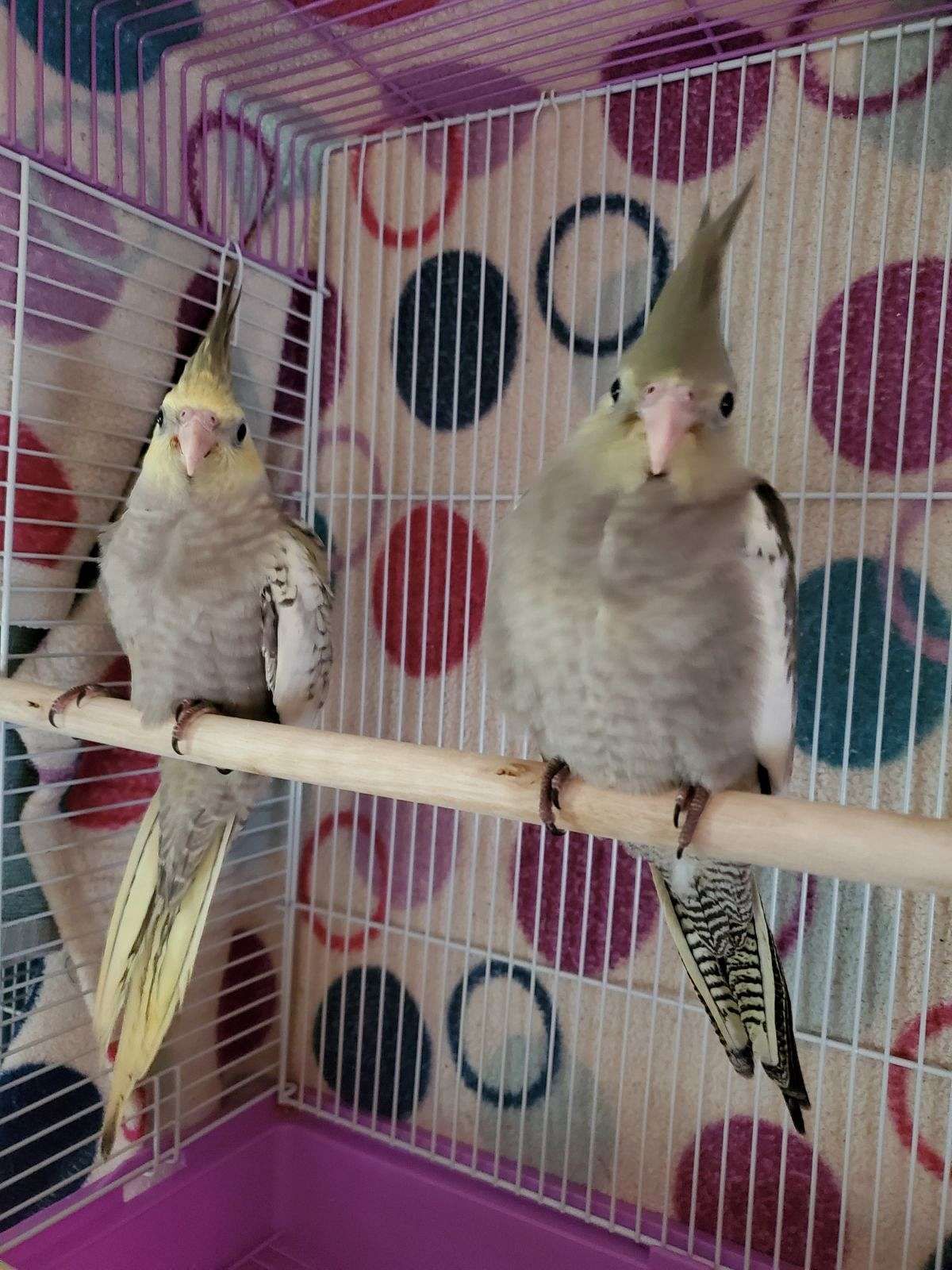 Cockatiels